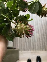 Image result for Trifolium spumosum