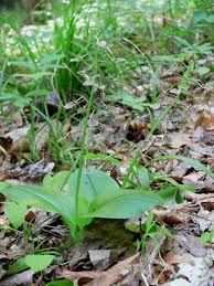 Image result for Liparis tridens