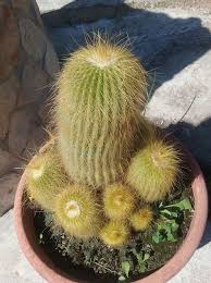 It sounds like they're having a party. 220 My Cacti And Succulents Ideas Cacti And Succulents Succulents Planting Succulents