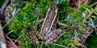 Pickerel Frog | Lithobates palustris