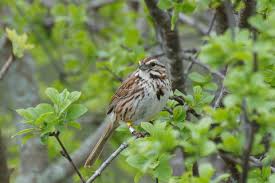 Herbs, cactus bushes and low trees provide food for finches — small, medium and the medium ground finches with large beaks had a survival advantage over those with small beaks because watching the dedication and successful scientific data releases of the grant's work over the 20 years. Balancing Balancing Selection Assortative Mating At The Major Histocompatibility Complex Despite Molecular Signatures Of Balancing Selection Slade 2019 Ecology And Evolution Wiley Online Library