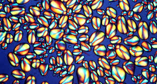 Each plant cell is surrounded by a carbohydrate rich rigid wall termed cell wall that distinguishes them from animal cell. In The Tiny World Of Starch Grains Bigger Is Better Natural History Museum Of Utah