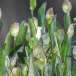 Image result for Aniseia martinicensis