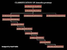 Classification Of Amoeba