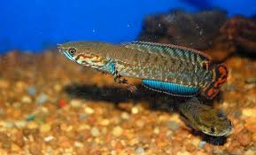 Rainbow Snakehead Channa Bleheri Aquarium Fish Snakehead Fish Tropical Freshwater Fish