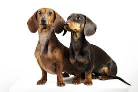 Image result for jezevčík hladkosrstý