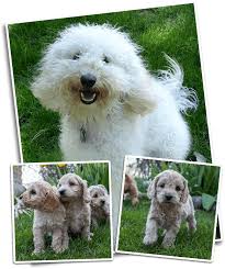 Trending price is based on prices from the last 90 days. Labradoodle Colorado Dandy Doodles Labradoodles Of Denver