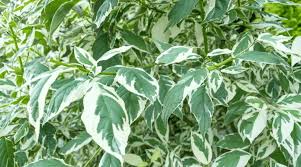 In it's natural habitat it grows over 30 metres tall, however, the varieties grown indoors are a much more manageable height. Weeping Fig Plant Guide How To Grow A Weeping Fig