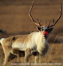 Santa S Reindeer R T Saintnicolas Magicalus Profile At Alaska Department Of Fish And Game Deer Species Santa And Reindeer Species