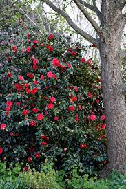 When one first observes this camellia in flower, the first thought is that this really can't be real. Camellia Japonica Camellia Common Camellia Japanese Camellia Peony Camellia Thea Japonica North Carolina Extension Gardener Plant Toolbox