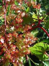 Image result for Rumex sagittatus