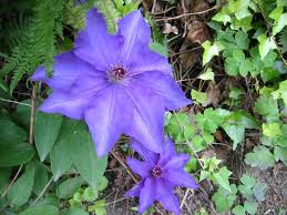 We did not find results for: Clematis The President Clematis The President Baumschule Horstmann