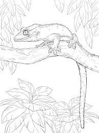 The original format for whitepages was a p. Crested Gecko Coloring Page Free Printable Coloring Pages For Kids