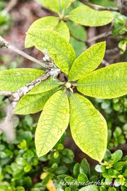 Rhododendron Problems What S Wrong With My Rhododendron Rhododendron Problems Yellow Leaves On Plants Rhododendron Care
