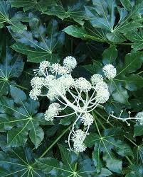This evergreen shrub has leaves that are speckled with white, particularly densely at the edges, but. Fatsia Japonica Hayloft