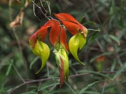 Image result for Crotalaria pallidicaulis
