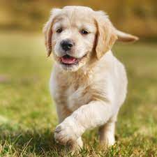 At what age do you start to breed your dogs? Golden Retriever Puppies For Sale Nyc Breeders