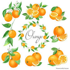 We did not find results for: Orange Wreath Clipart Watercolor Fruit Clipart Orange Clipart Watercolor Vegetables 5x7 Card Template Food Clipart Summer Clipart Clip Art Art Collectibles Deshpandefoundationindia Org