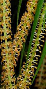 Image result for Oberonia disticha