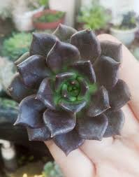 Los síntomas varían desde un simple dolor de cabeza y congestión nasal hasta la inflamación de un lado del rostro, ceguera y en los casos graves puede llevar a la. Echeveria Principe Negro Steemit