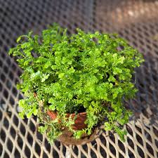 Image result for Salacia kraussii