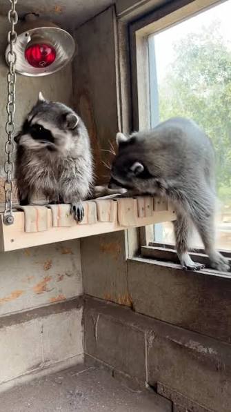 A New Hangout Spot for Our Raccoons!, There’s something new in the raccoon  den! Zookeeper Sabien made a hammock for our raccoons and installed it  right inside their den. Of course, it didn’t take long ...