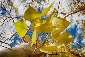California In October Weather And Event Guide October Events Explore California October Weather