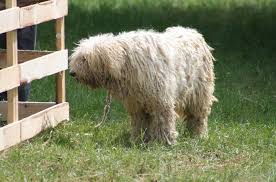 Image result for Komondor