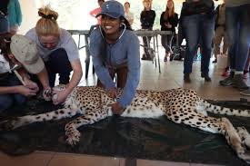 Veterinary Service In South Africa Loop Abroad Veterinary Services Veterinary Vet Assistant