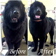 Lizzy The Newfoundland Stopped By For A Trim She Loves Her Hair Doo Or Should I Say Fur Doo Dog Grooming Pet Dogs Dog Life