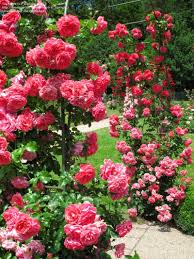 Rosarium Uetersen In First Bloom Beutlin Garden Baden Baden Germany 14 06 2012 Climbing Flowers Climbing Roses Rose Garden Landscape