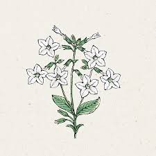 Plants grow up to 6 feet tall and prefer full sun. Nicotiana Alata Grandiflora Tobacco Flower Blumensamen