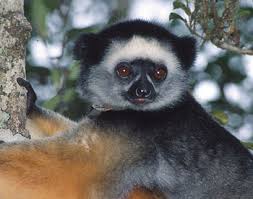 Image result for Salacia madagascariensis