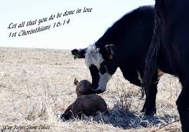 Pin On Cattle