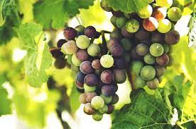 Pour celles et ceux qui veulent afficher un ventre parfaitement plat, mieux vaut donc éloigner certains. Raisin Bienfaits Et Risques Valeur Nutritionnelle