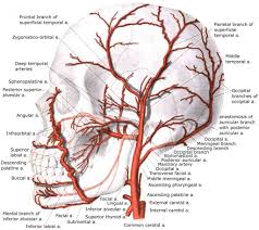 The carotid arteries supply blood to the large, front part of the brain, where thinking, speech, personality and sensory and motor functions reside. Brain Blood Supply Position Structure Function Summary