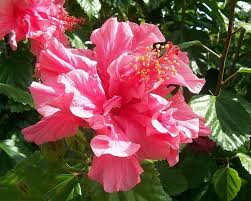 Piantare le rose è un'operazione che si fa in primavera o in autunno. Rosa Iceberg Fiori Di Piante Coltivare Rose