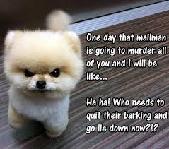 38 Scrappy Memes For Small Dog Lovers Lovely Animals World Cute Dog Memes Dog Lovers Best Small Dogs