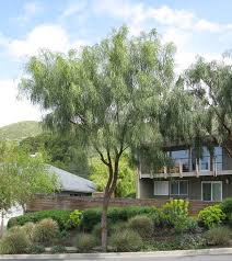The pendulous branches of the willow acacia tree give it a weeping, drooping appearance. Cpjfub5uqbyi4m
