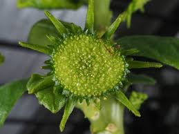 Image result for Dorstenia buchananii