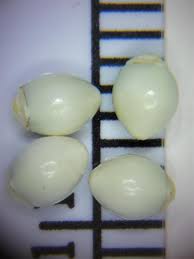 Image result for Scleria lacustris