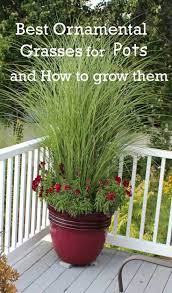 Check spelling or type a new query. Best Ornamental Grasses For Containers And How To Grow Them Plants Container Gardening Garden Containers