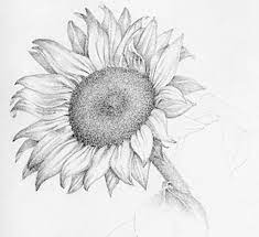 Sunflower sketches sunflower drawing sunflower art sunflower tattoos pencil art pencil drawings flower. Pencil Realistic Pencil Sunflower Drawing Novocom Top