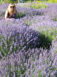 To learn how to do an in depth consultation and safely and effectively blend the appropriate oils needed for their case. Professional Certification Program In Aromatherapy Essence Of Thyme