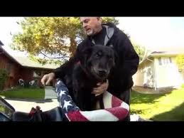 Your dog's pet carrier, however, is one of the most crucial elements, your canine may be spending a rather long amount of it's the best airline pet carrier for your dog. Dog Ryder Dog Riding On Motorcycle Motorcycle Pet Carrier Dog Rider Youtube