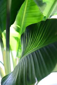 Bird Of Paradise Houseplant Pin On Bird Of Paradise