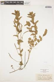 Image result for Acalypha caperonioides