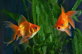 How big was the biggest goldfish ever? 5 Best Goldfish Tanks What To Know Before Buying Fishkeeping World