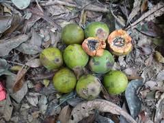 Image result for Panda oleosa