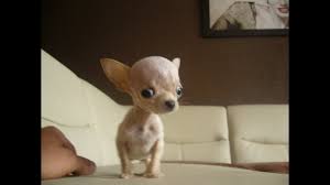 Smart and sassy but sweet. Fully Grown Tea Cup Chihuahua By Pft Teacup Puppies